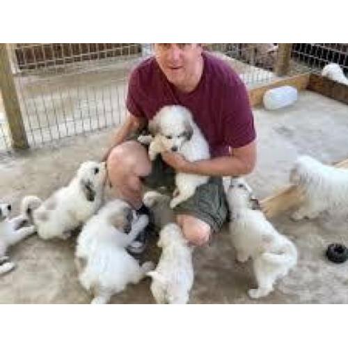 Great Pyrenees